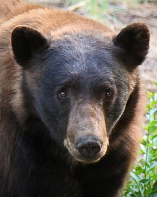 Black Bear, Lake Tahoe