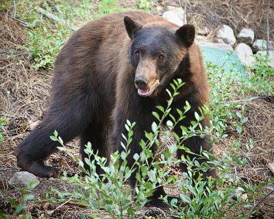Black Bear, Lake Tahoe