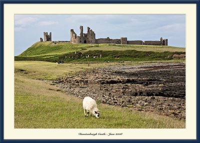 Dunstanburgh Sheep