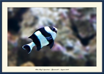 Blue Reef Aquarium - 5