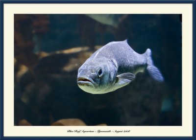 Blue Reef Aquarium - 6