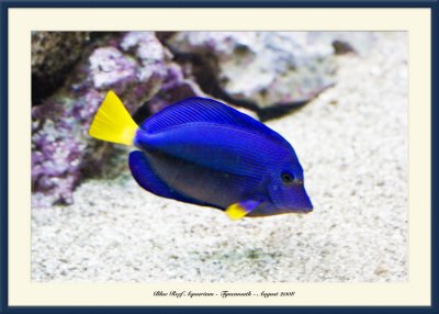 Blue Reef Aquarium - 8