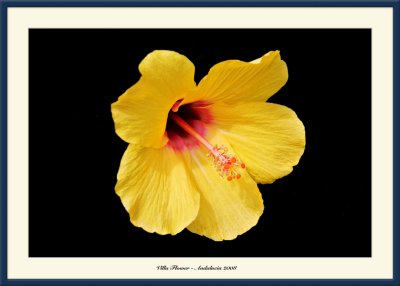 Yellow Flower