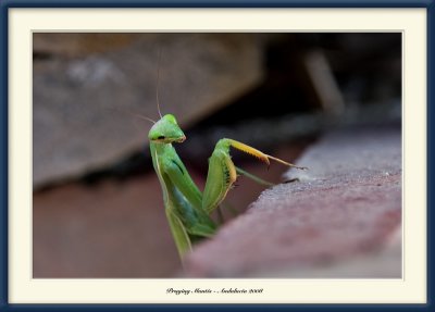 Praying Mantis