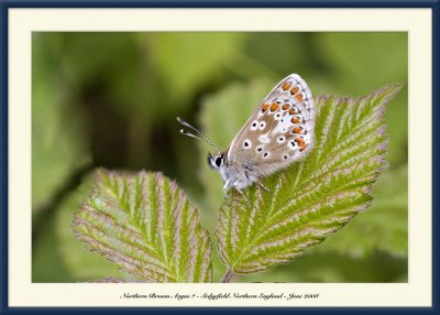 Possibly a Northern Brown Argus?