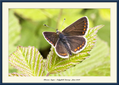 Brown Argus