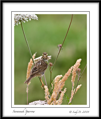 Savannah Sparrow in Grass