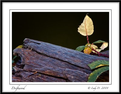 Driftwood