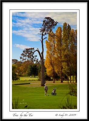 Tree by the Tee