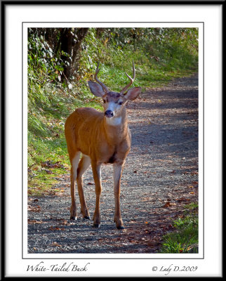 Young White-Tailed Buck