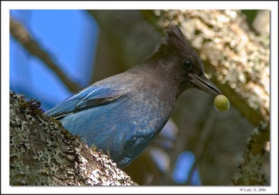 Stellers Jay with Acorn