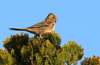 Bird Resting