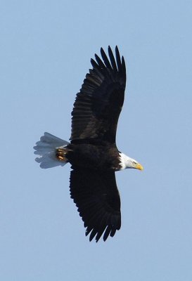 Eagle in Flight 1