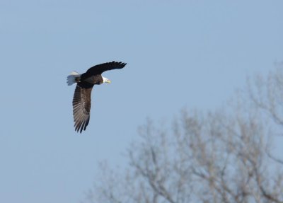 Eagle in Flight 2