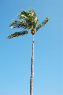 Palm tree in breeze