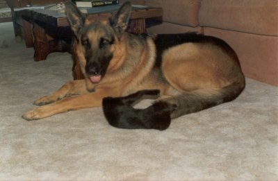 My tail is not a toy!