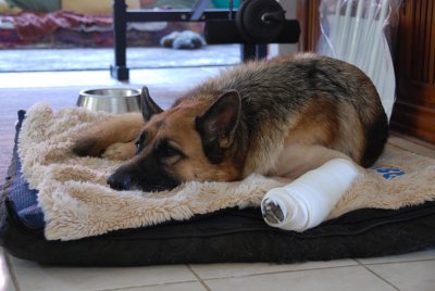 Dixie on bed after 3rd wrap change