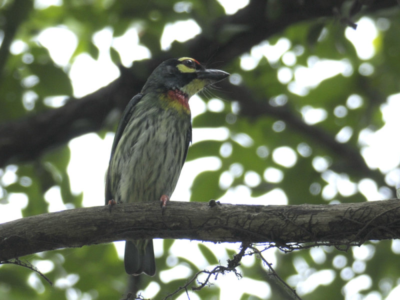 Barbet, Coppersmith