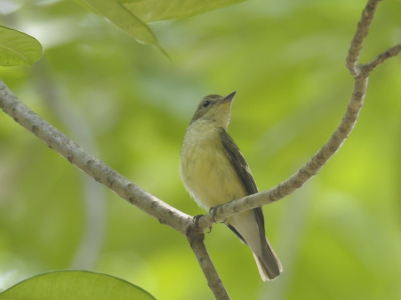 <a class=c6>Flycatcher, Yellow-rumped (female)</a>