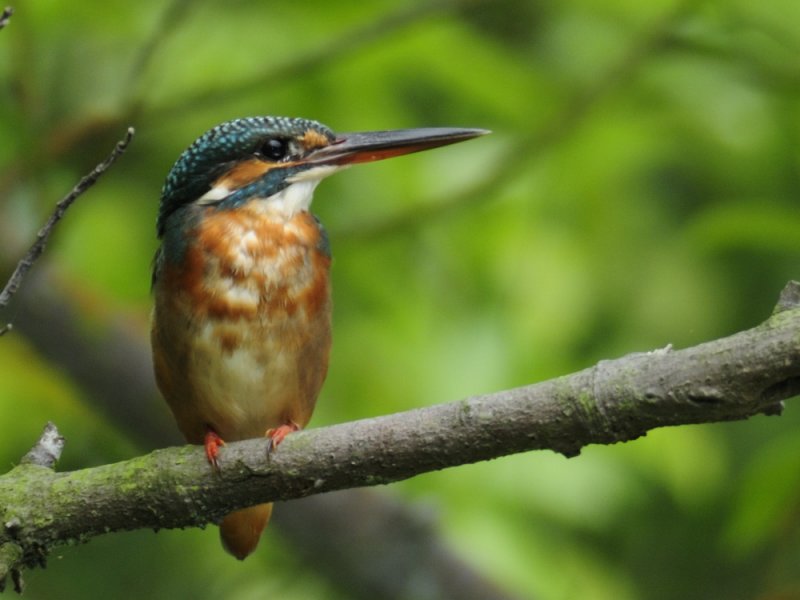 <a class=c6>Kingfisher, Common</a>
