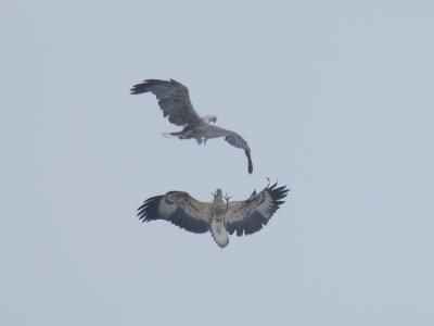 White Bellied Sea Eagle