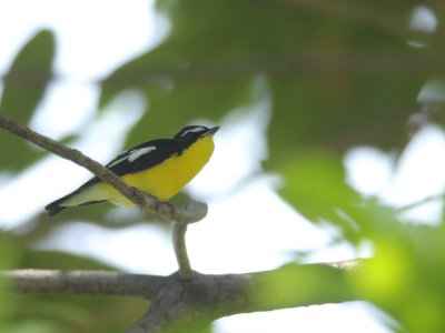 Flycatcher, Yellow-Rumped
