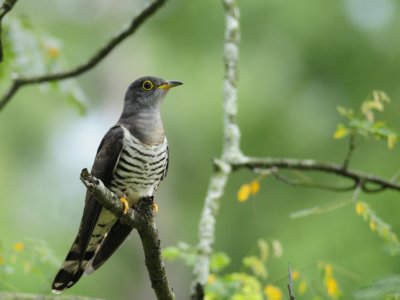 Cuckoo, Indian