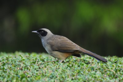 Wild Birds in Hong Kong