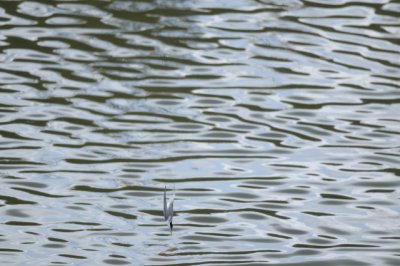 Little Tern