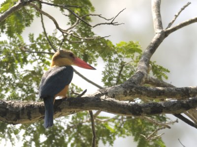 Kingfisher, Stork-Billed