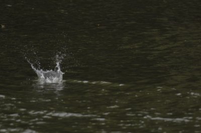 g5/85/823685/3/99400328.S24gj81Q.jpg