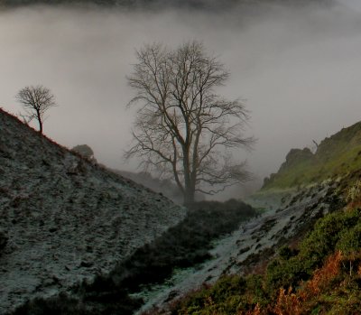 fog trees.