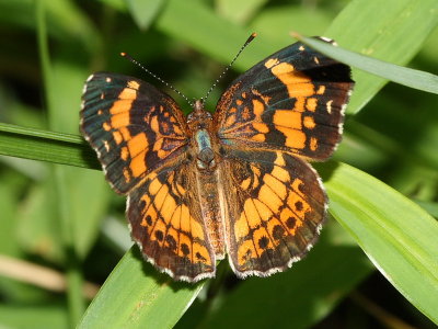 Silvery Checkerspot