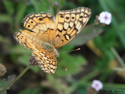 Variegated Fritillary