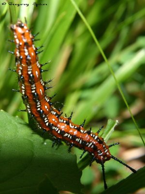 Variegated Fritillary Caterpillar