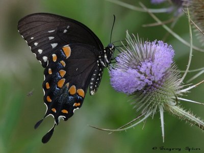 Spicebush Swallowtail