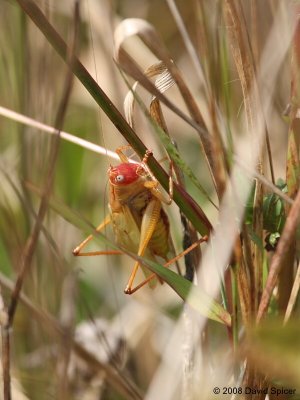 Red-Faced Meadow Katydid