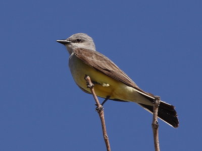 Western Kingbird