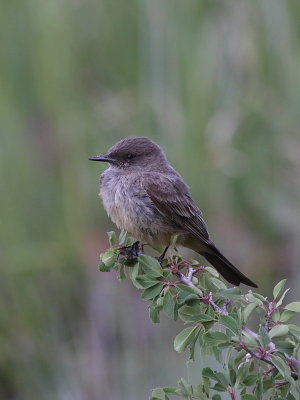 Say's Phoebe