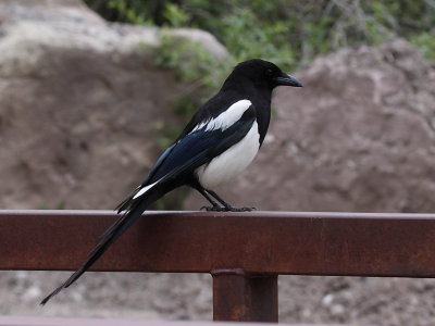 Black-billed Magpie