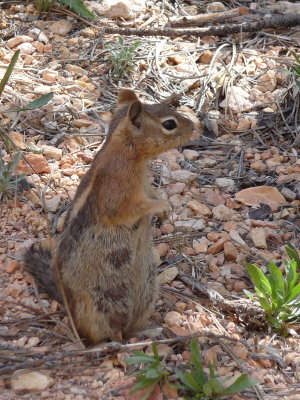 Golden-mantled Ground Squirrel
