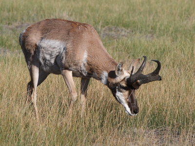 Pronghorn Antelope