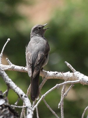 Townsend's Solitaire