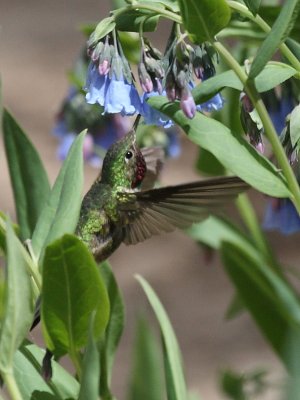 Broad-tailed Hummingbird