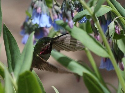 Broad-tailed Hummingbird