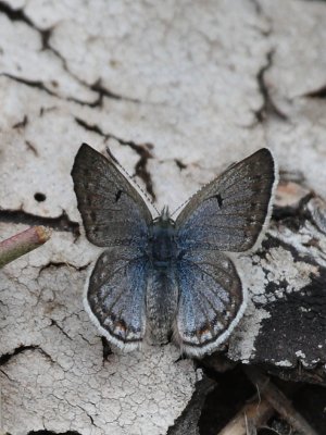 Greenish Blue