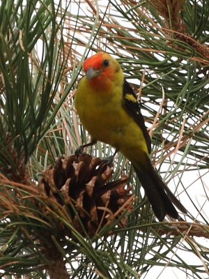 Western Tanager