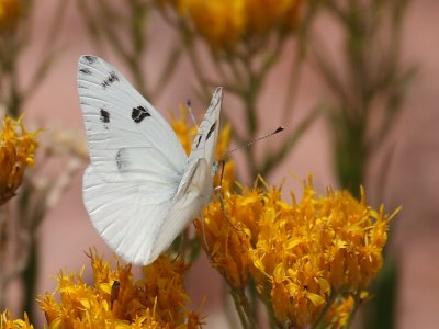 Checkered White