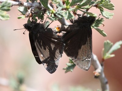 ? Duskywing ?