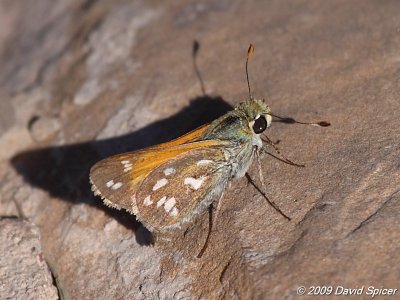 Pahaska Skipper